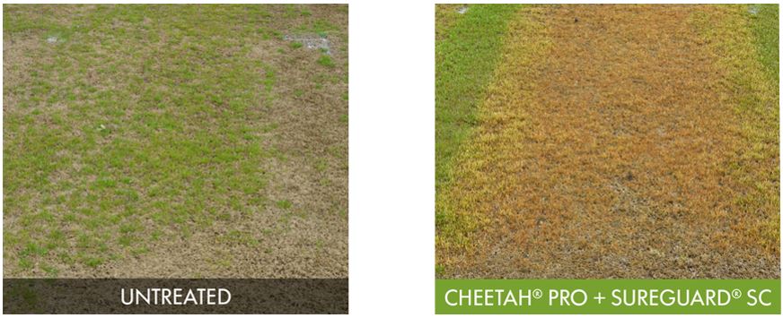 cheetah pro-suregard-compare